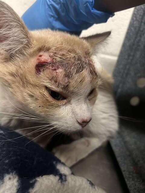 Picture of the Animal Listed