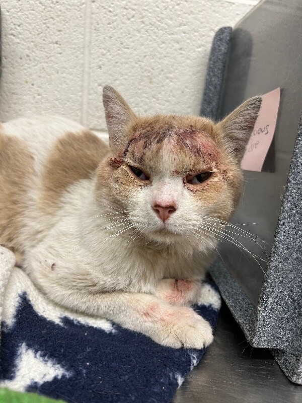 Picture of the Animal Listed