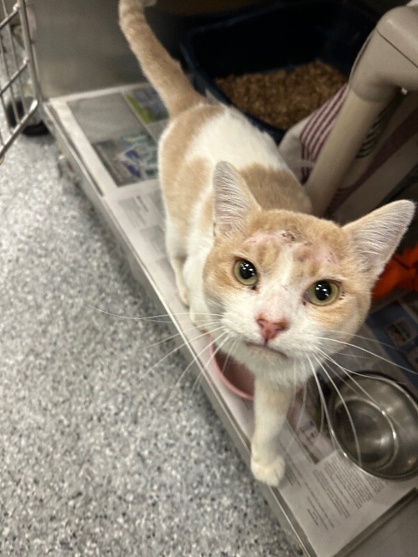 Picture of the Animal Listed