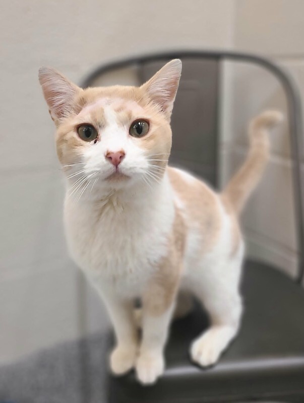 Picture of the Animal Listed