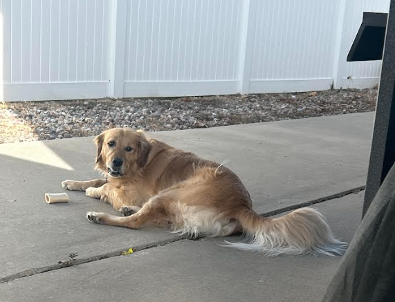 Picture of the Animal Listed