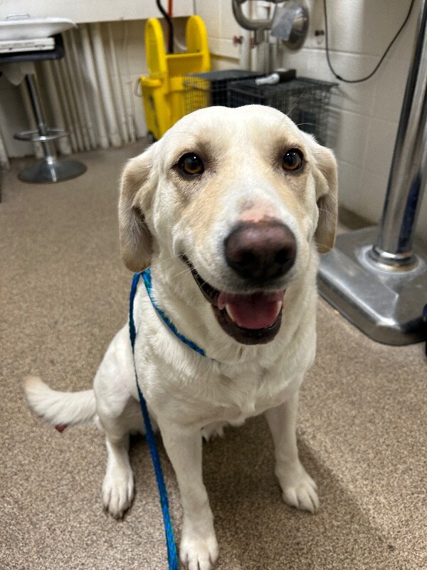 Picture of the Animal Listed