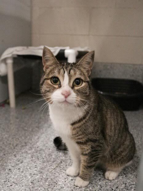 Picture of the Animal Listed