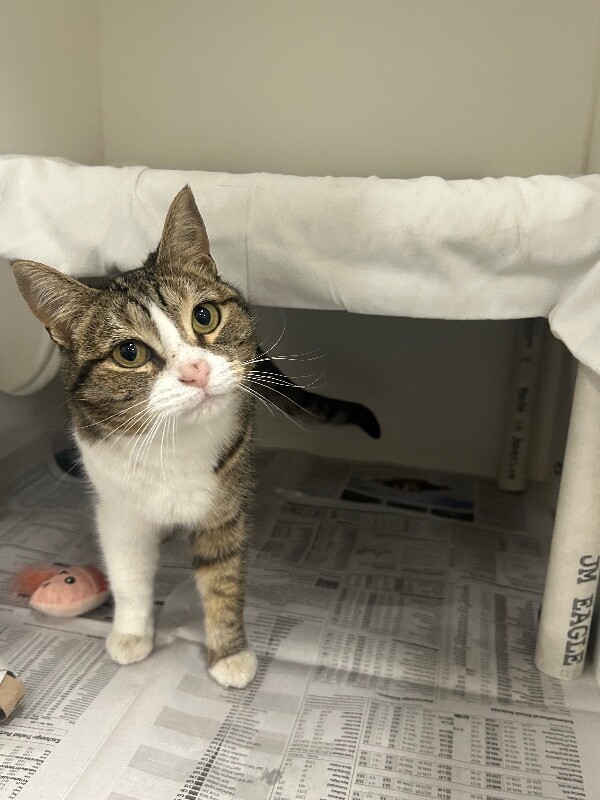 Picture of the Animal Listed