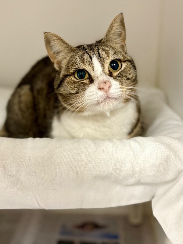 Picture of the Animal Listed