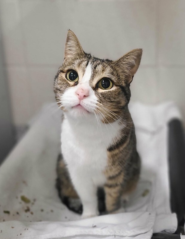 Picture of the Animal Listed