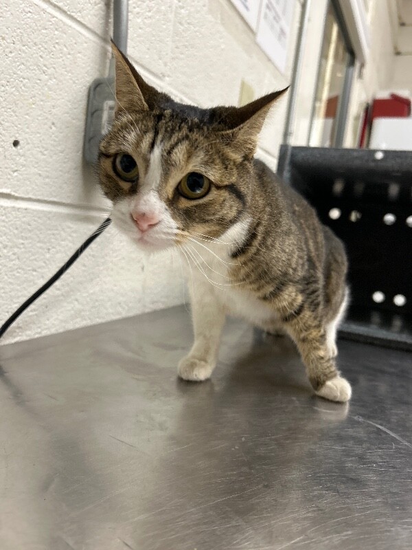 Picture of the Animal Listed