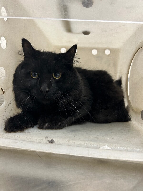 Picture of the Animal Listed