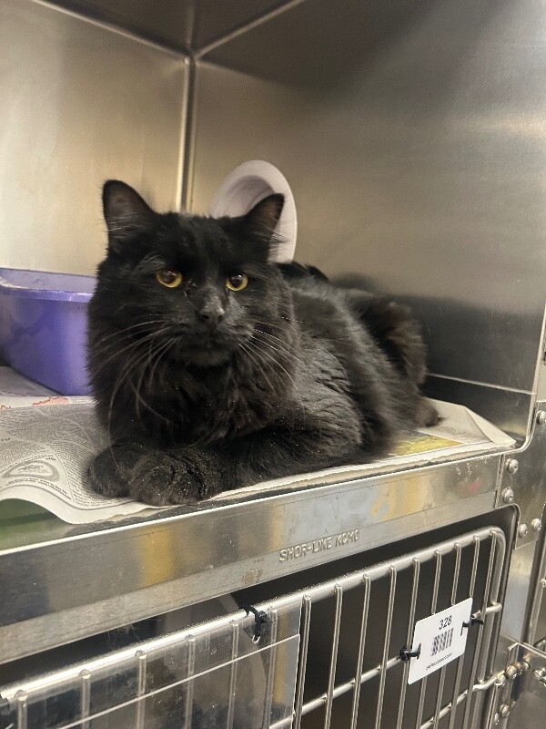 Picture of the Animal Listed