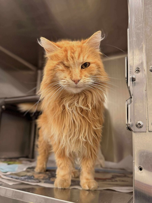 Picture of the Animal Listed