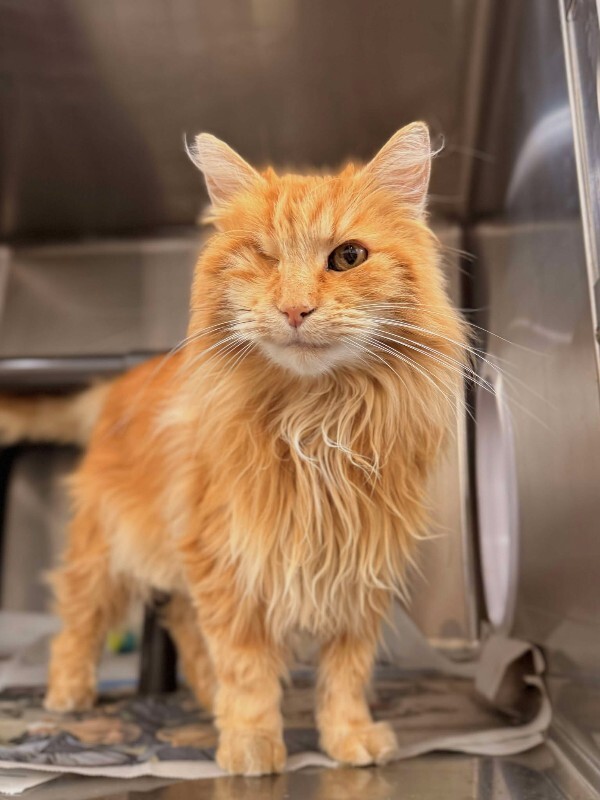 Picture of the Animal Listed