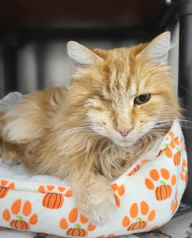 Picture of the Animal Listed