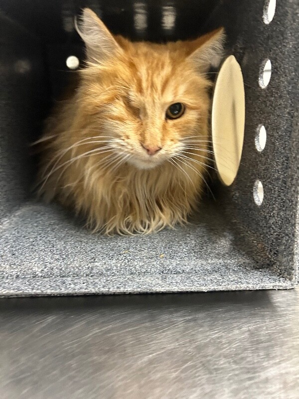 Picture of the Animal Listed