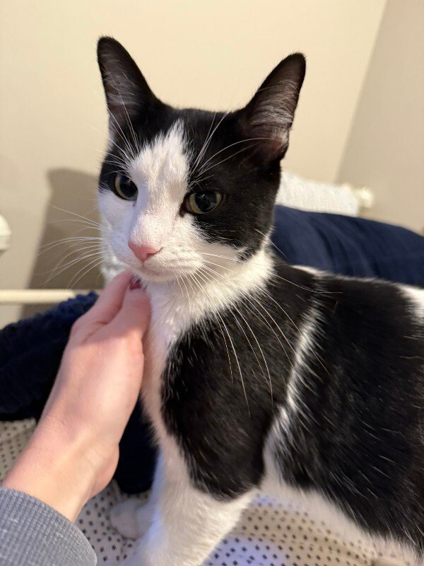 Picture of the Animal Listed