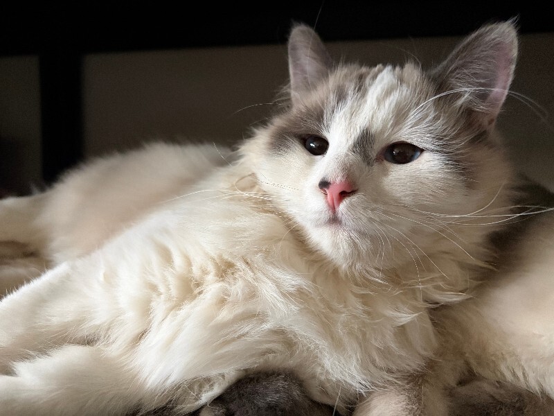 Picture of the Animal Listed