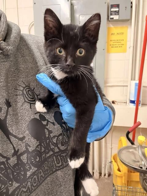 Picture of the Animal Listed