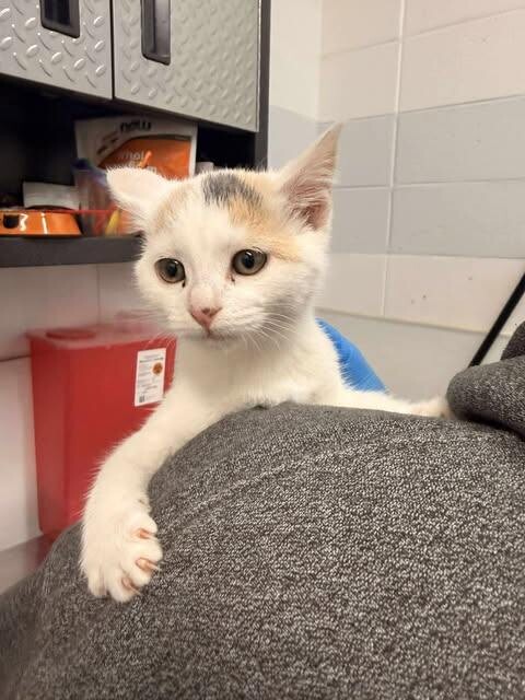 Picture of the Animal Listed