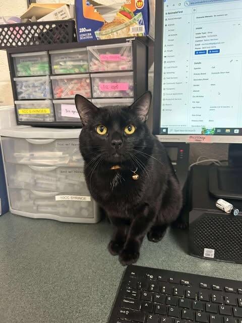 Picture of the Animal Listed