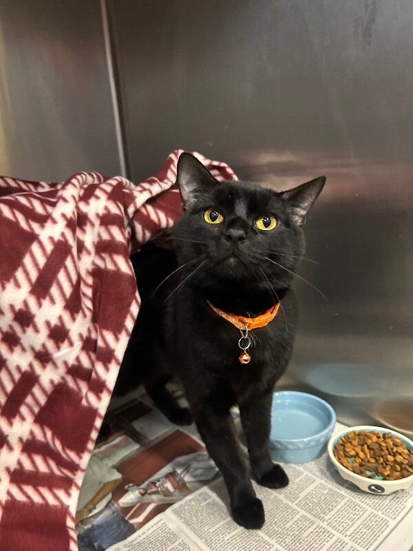 Picture of the Animal Listed