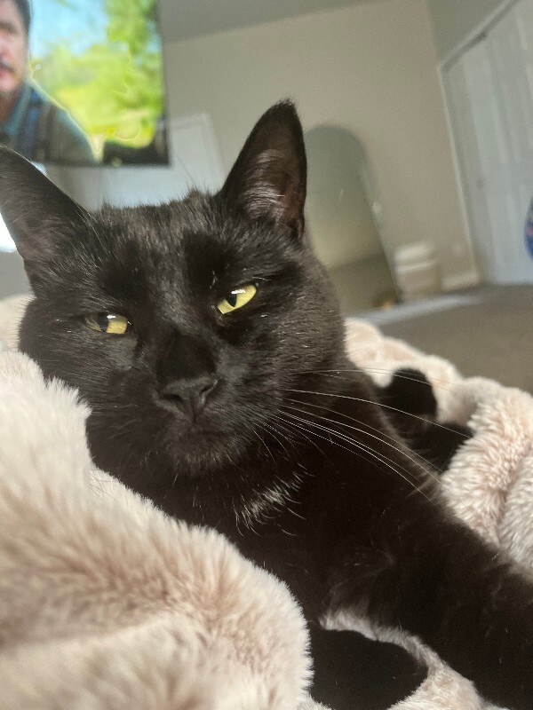 Picture of the Animal Listed