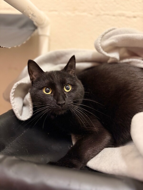 Picture of the Animal Listed