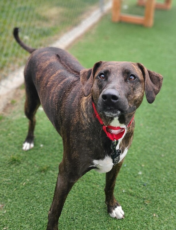 Picture of the Animal Listed