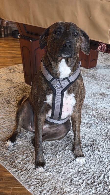 Picture of the Animal Listed