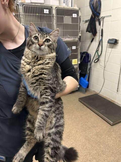 Picture of the Animal Listed