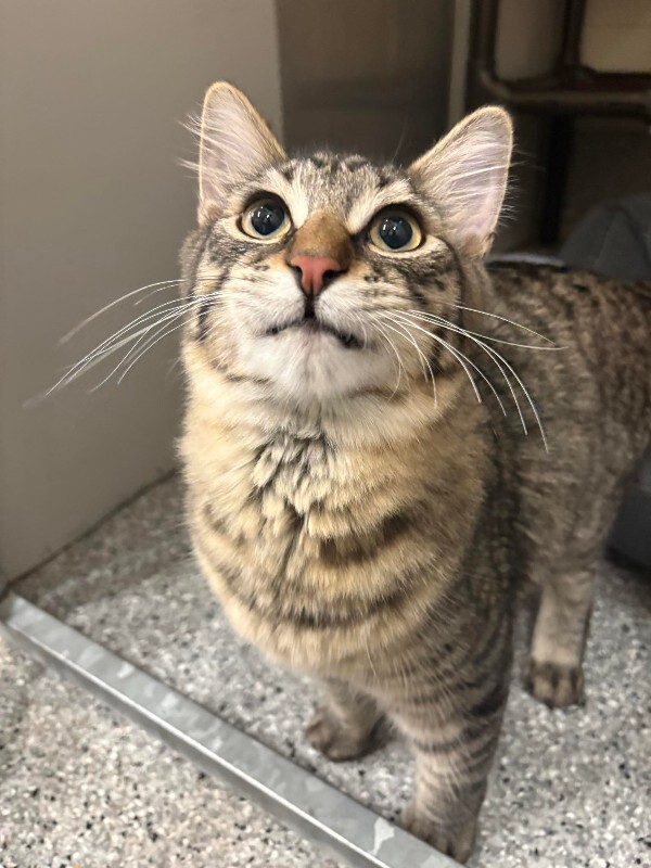 Picture of the Animal Listed