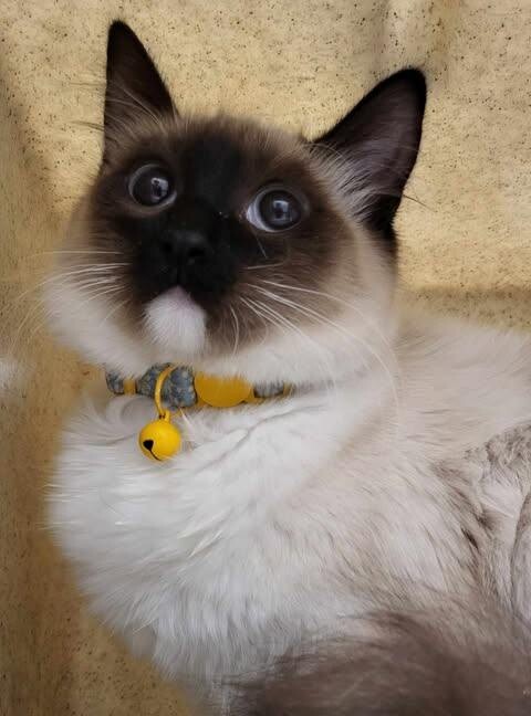 Picture of the Animal Listed