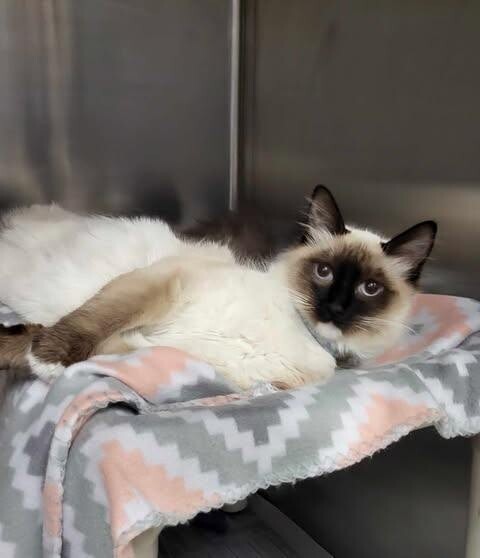 Picture of the Animal Listed