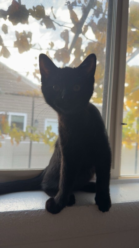 Picture of the Animal Listed