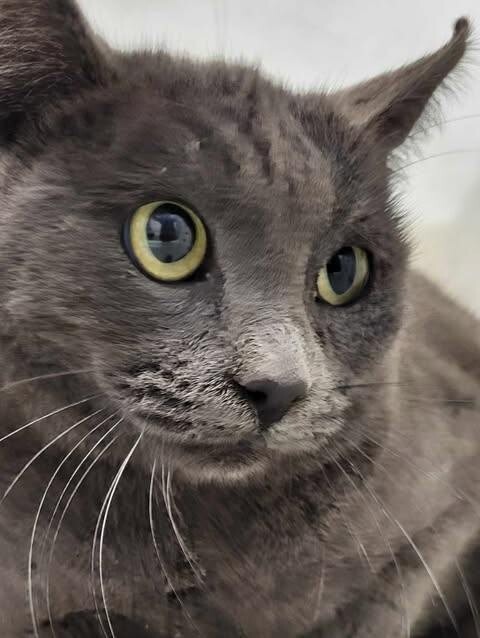 Picture of the Animal Listed