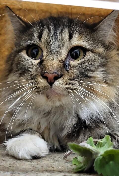 Picture of the Animal Listed