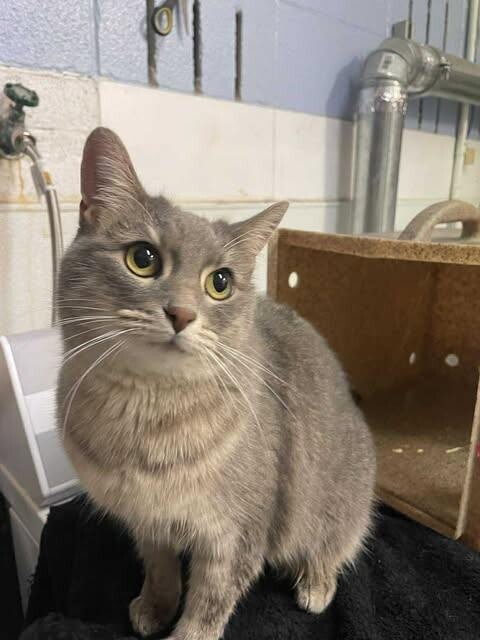 Picture of the Animal Listed