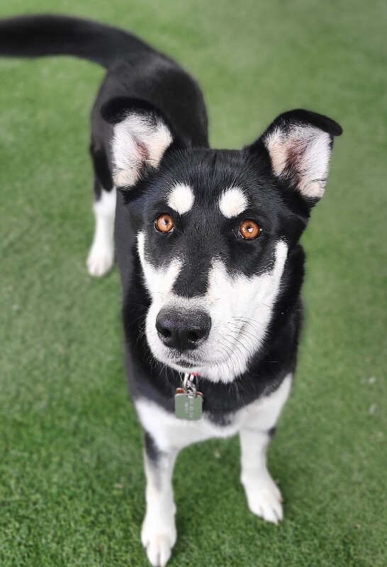 Picture of the Animal Listed