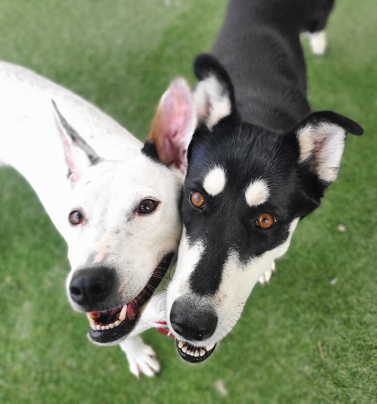 Picture of the Animal Listed