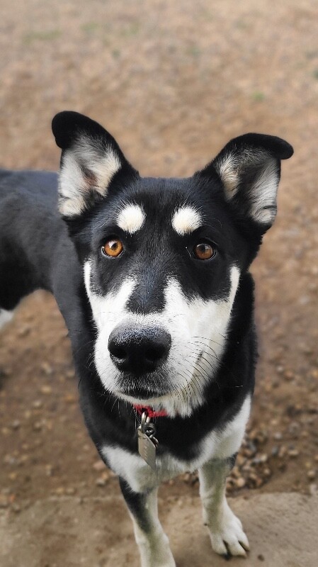 Picture of the Animal Listed