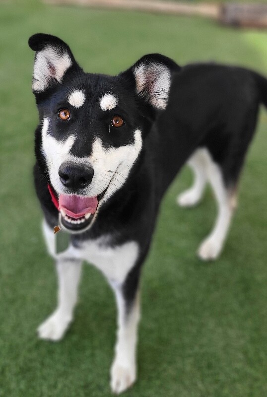 Picture of the Animal Listed