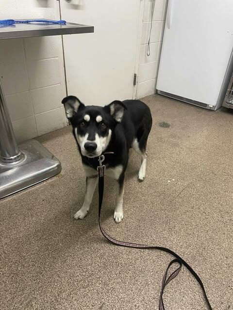 Picture of the Animal Listed