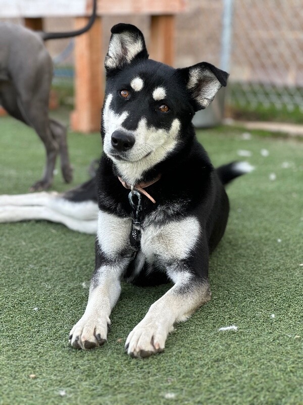 Picture of the Animal Listed