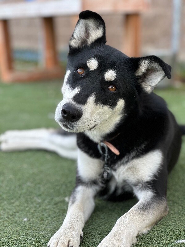 Picture of the Animal Listed