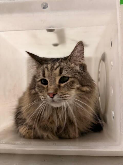 Picture of the Animal Listed