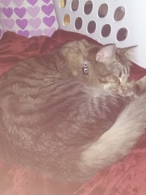 Picture of the Animal Listed