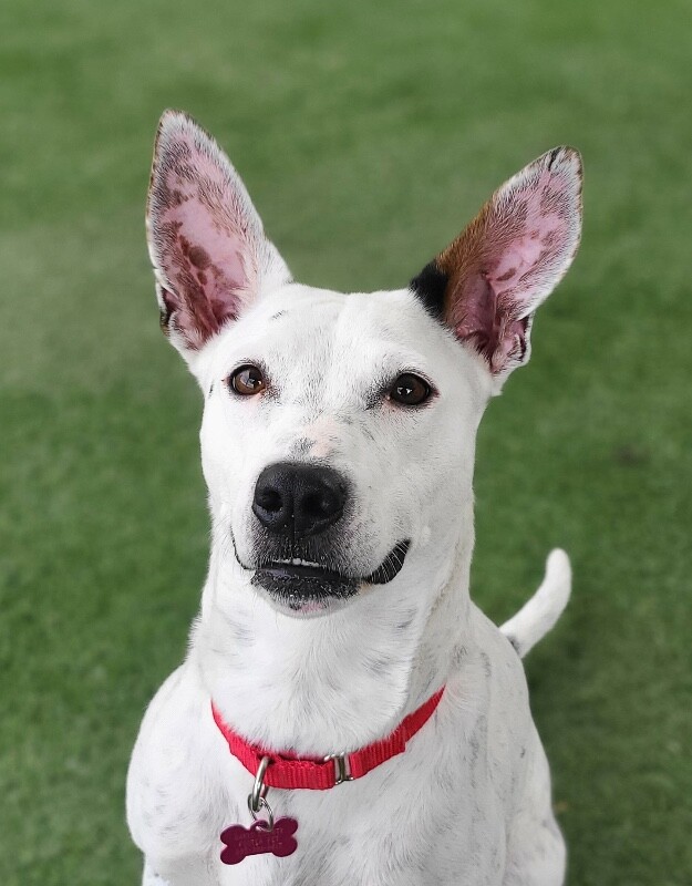 Picture of the Animal Listed