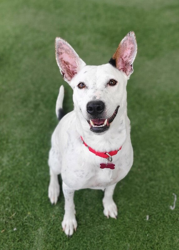 Picture of the Animal Listed