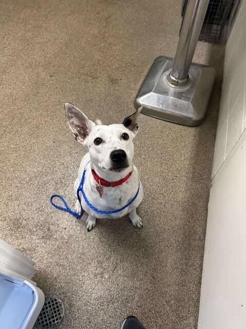 Picture of the Animal Listed