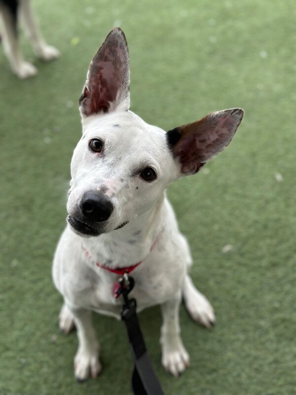 Picture of the Animal Listed