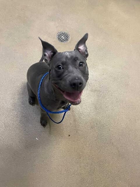 Picture of the Animal Listed