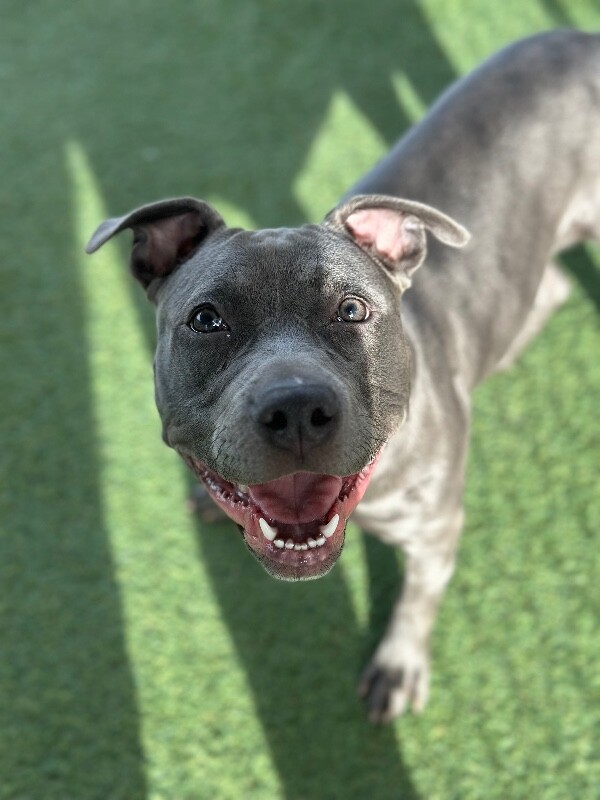 Picture of the Animal Listed